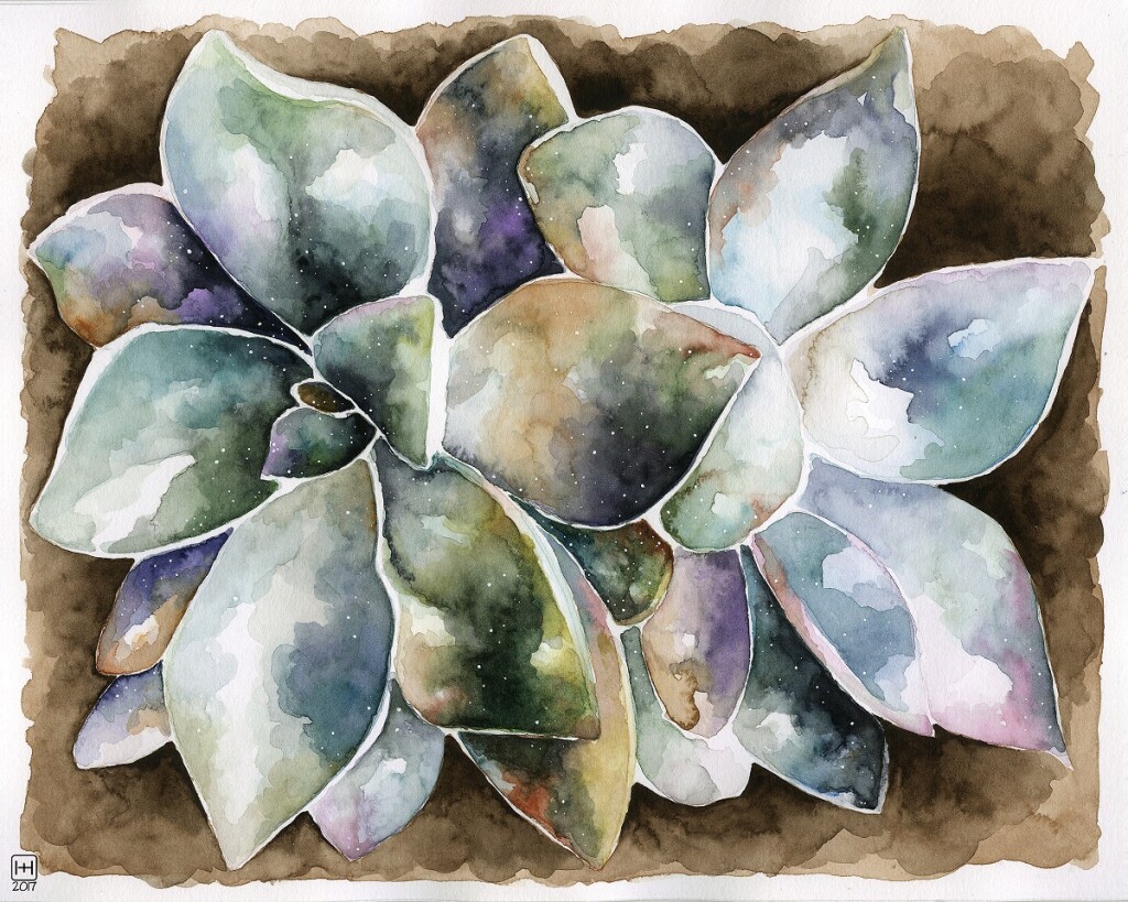 Echeveria Galaxia Watercolour on Fabriano