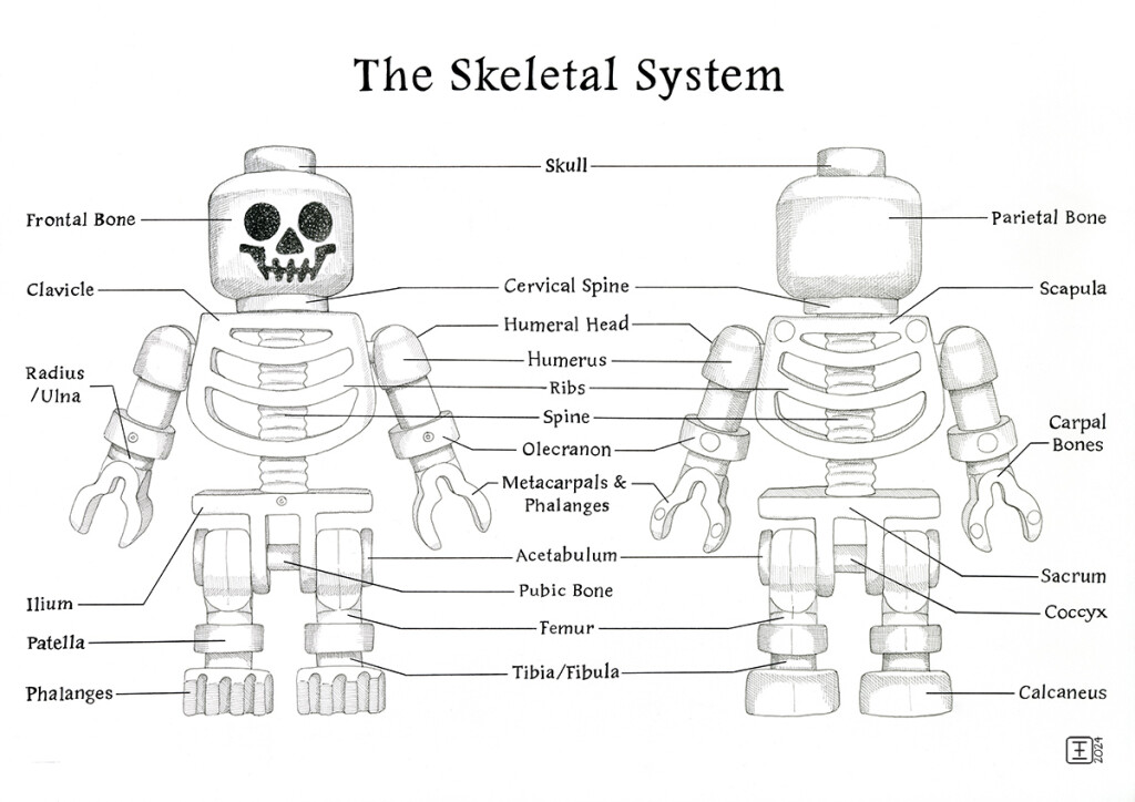 The Skeletal System Pen and ink drawing on fabriano